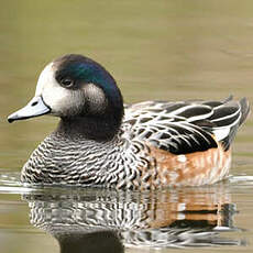 Canard de Chiloé