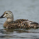 Eider à tête grise