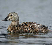 Eider à tête grise