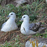 Fulmar boréal