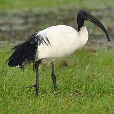 Ibis sacré