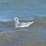 Mouette de Bonaparte