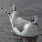 Mouette de Franklin