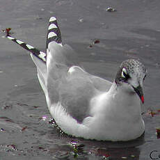 Mouette de Franklin