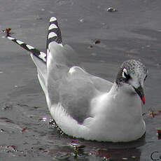 Mouette de Franklin