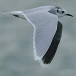 Mouette pygmée