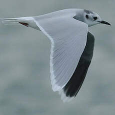 Mouette pygmée