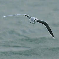 Mouette pygmée