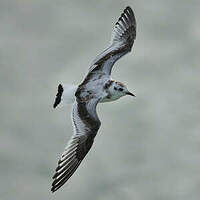 Mouette pygmée