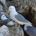 Mouette tridactyle