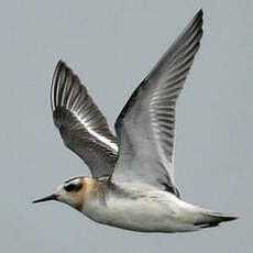 Phalarope à bec large