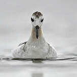 Phalarope à bec large