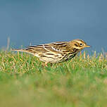 Pipit à gorge rousse