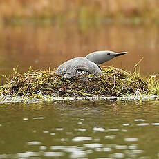 Plongeon catmarin