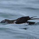 Puffin des Anglais