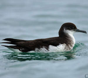 Puffin des Anglais