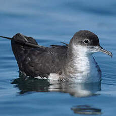 Puffin des Anglais