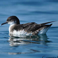 Puffin des Anglais