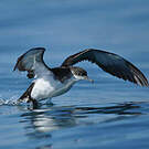 Puffin des Anglais