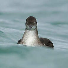 Puffin des Baléares