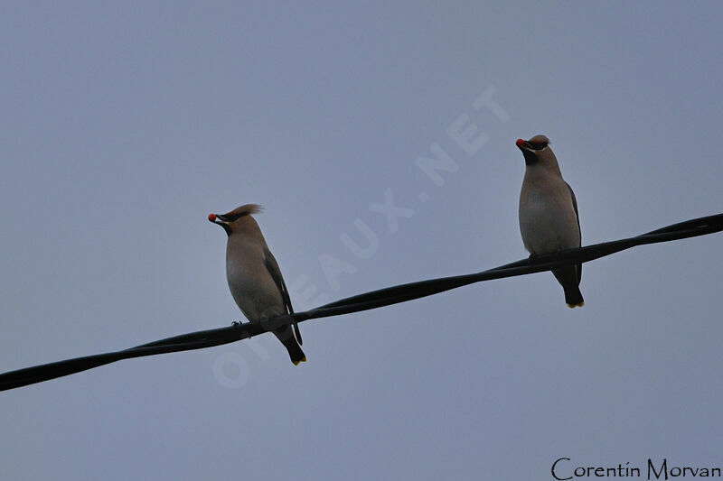 Bohemian Waxwing