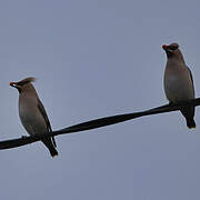 Bohemian Waxwing