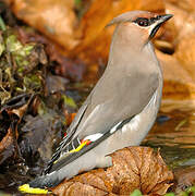 Bohemian Waxwing