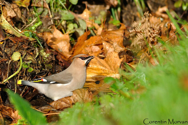 Bohemian Waxwing