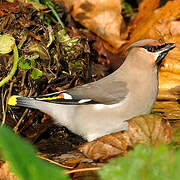 Bohemian Waxwing