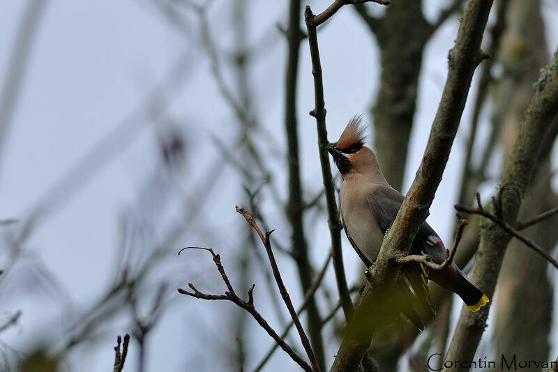 Bohemian Waxwing