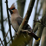 Bohemian Waxwing