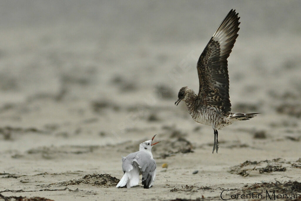 Parasitic JaegerSecond year