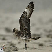 Parasitic Jaeger