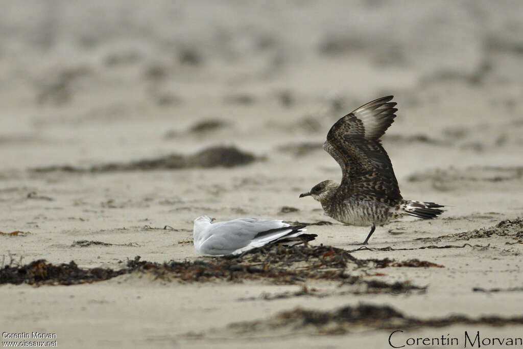 Parasitic Jaegerimmature, identification