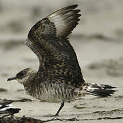 Parasitic Jaeger