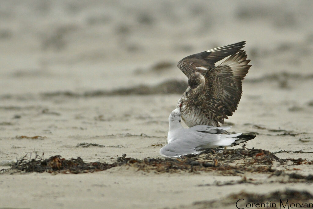 Parasitic Jaeger