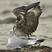 Parasitic Jaeger