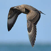 Parasitic Jaeger