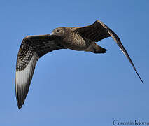 Parasitic Jaeger