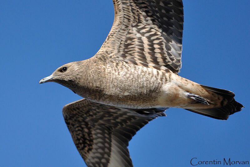 Parasitic Jaeger