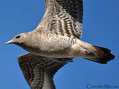 Parasitic Jaeger