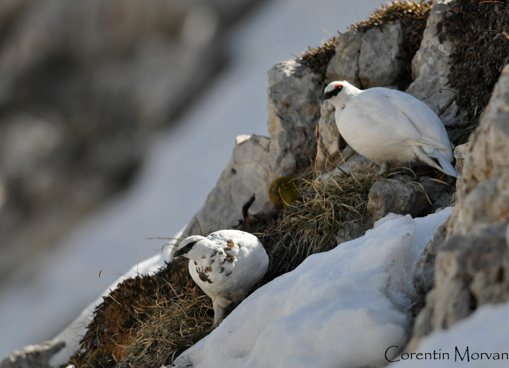 Rock Ptarmigan