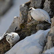 Rock Ptarmigan