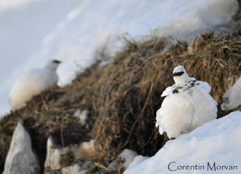 Rock Ptarmigan