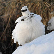 Rock Ptarmigan