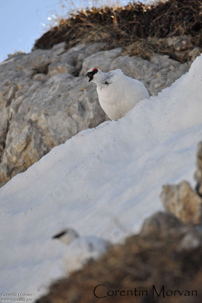 Lagopède alpin mâle adulte, camouflage, chant