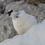 Rock Ptarmigan