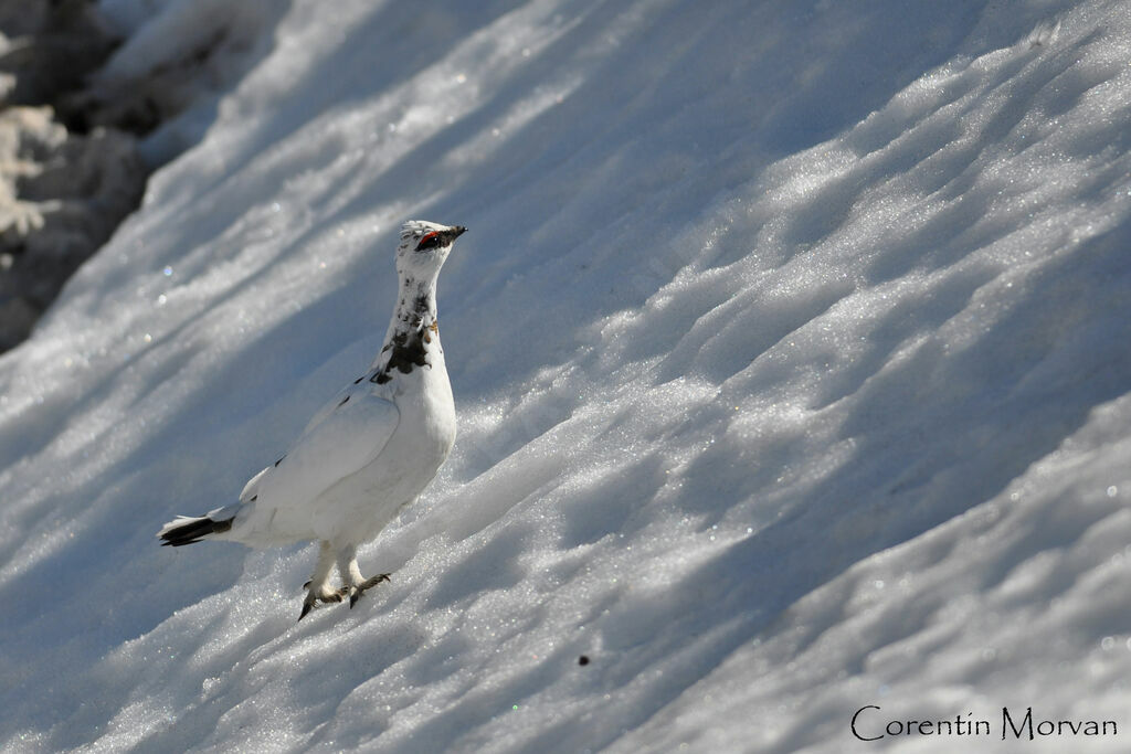 Rock Ptarmigan