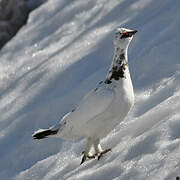 Rock Ptarmigan