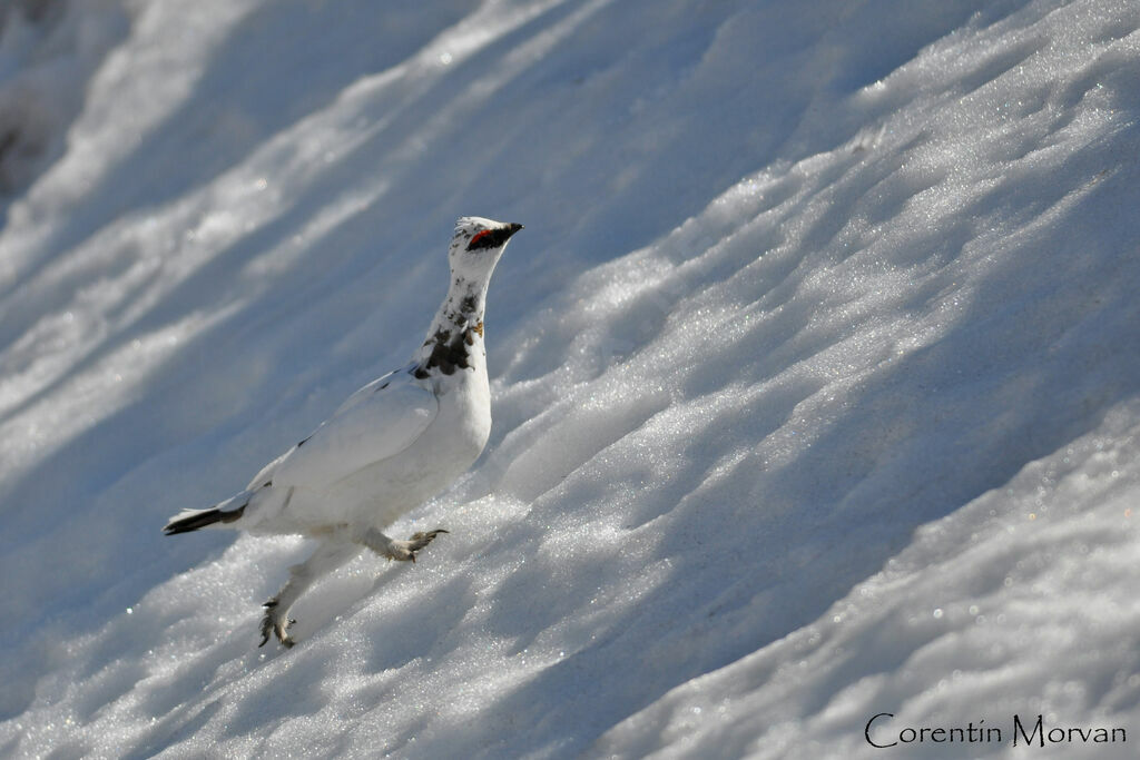 Rock Ptarmigan